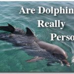 Are Dolphins Really Persons? 2